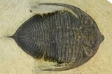 Bargain, Zlichovaspis Trilobite - Atchana, Morocco #137279-2